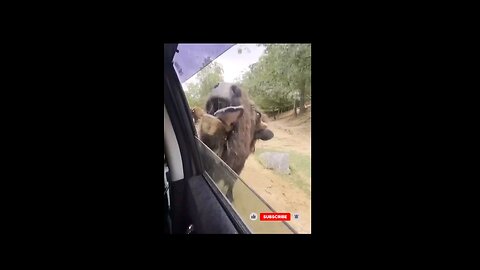 Bison, Pig, Giraffe & Gorilla: When Animals Crash the Party 🦬🐷🦒🦍