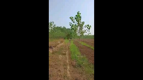satisfying Video