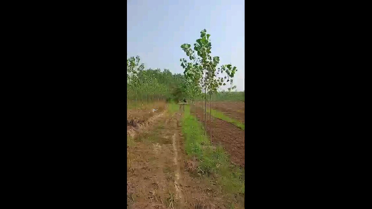satisfying Video