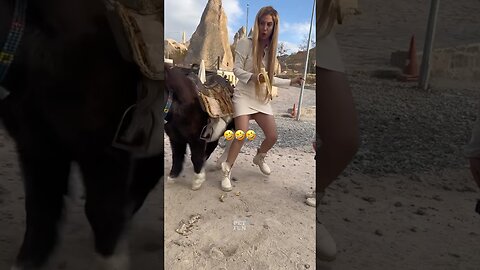 The animals compilation #funnyanimals #animals #pets #shorts