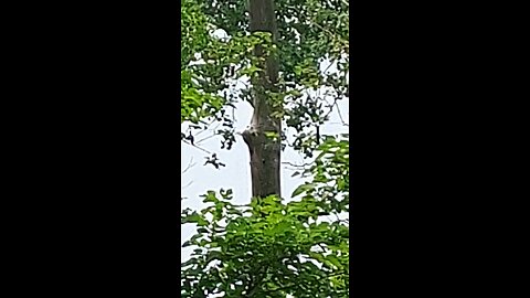 singing birds