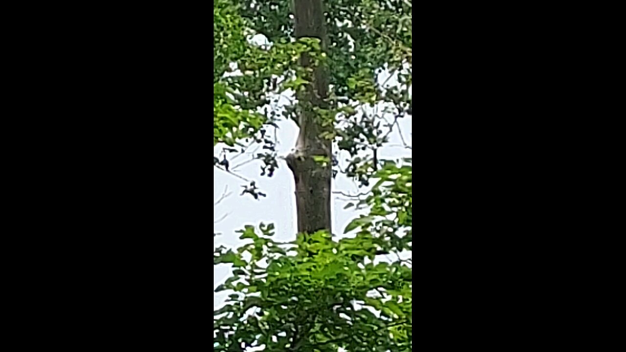 singing birds