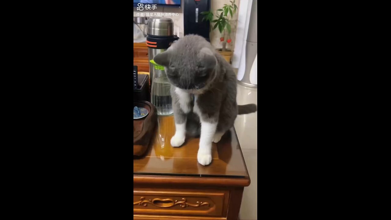 Cute Cat πΊπ