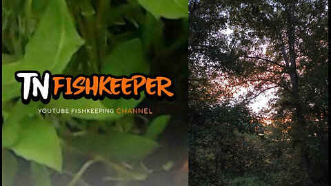 TNFISHKEEPER.COM™ 🐠 A BEAUTIFUL SUNSET #WEATHER