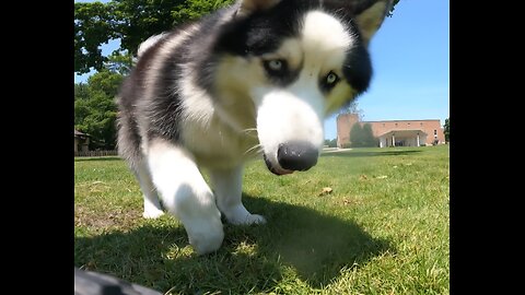 Dog vs rc car