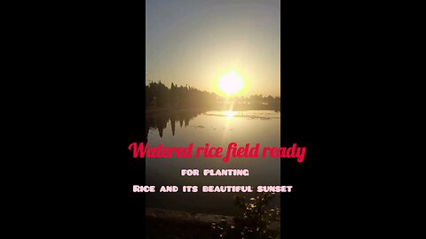 Watered rice field ready for planting Rice and its beautiful sunset