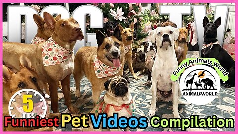 Cute And Funny Pet Videos Compilation ♥ Funny Dog Videos - Baby Dogs ♥ Part 3