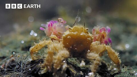 This Tiny Crab Can Knock Out Predators Twice Its Size | BBC Earth
