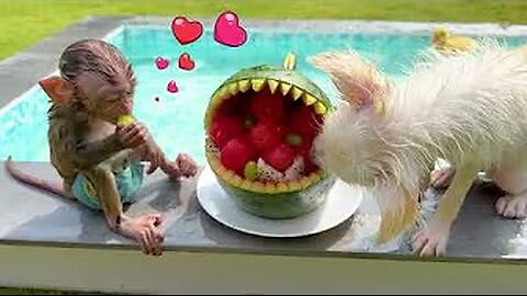 Baby Monkey Chu Chu Eats Shark Watermelon And Swims With Puppy and Ducks In The Pool