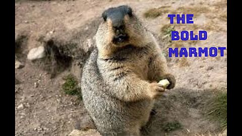 Marmot Funny Cute .The strength of the marmot is exemplary.👏👏❤️❤️ #marmot / #funny / #animals