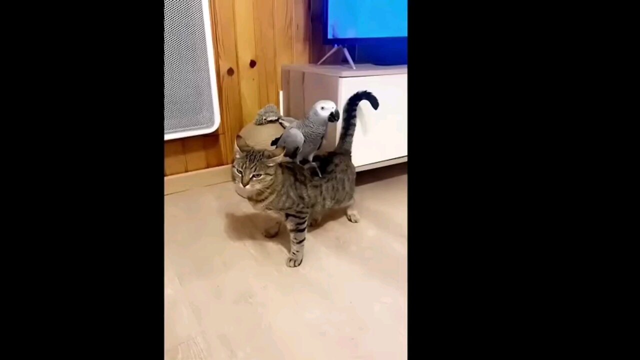 Funniest ANIMALs videos I've watched all month! Let's watch