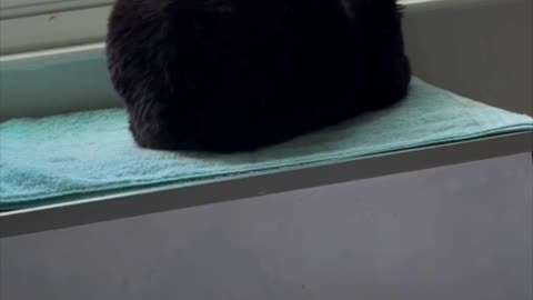 Cute Precious Piper is a Spa Loaf Enjoying the View - Adopting a Cat from a Shelter Vlog #shorts