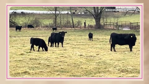 The Herd That Sustains