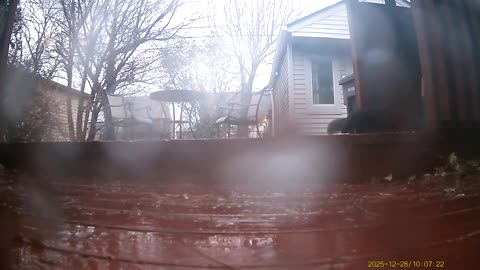 Wildlife Filmed By Haza PR800 Wild Camera, Levagood Area, Dearborn, MI, Dec 24, 2025 To Jan 2, 2026