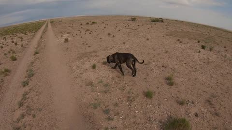 Off-Grid Home Protection Dog - Down At A Distance