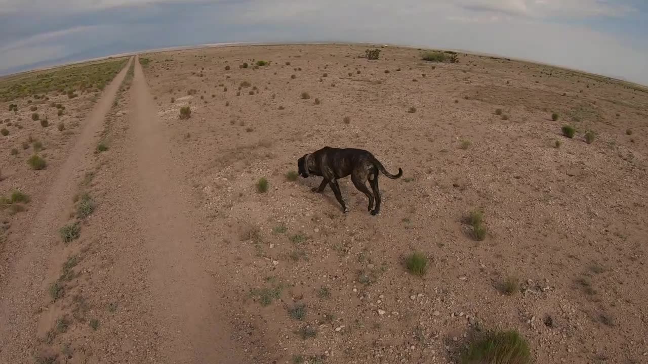 Off-Grid Home Protection Dog - Down At A Distance