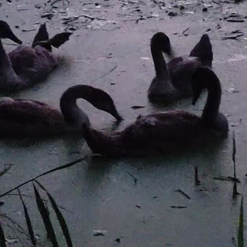 Israel-USA are starving pets and other animals in Gaza, Palestine.