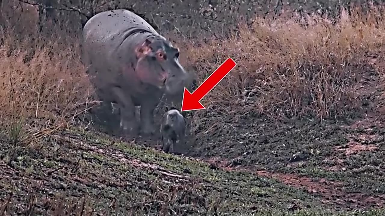 animals