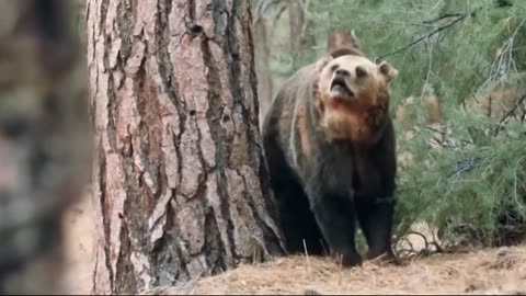 🐻 6 Shocking Animal Attacks in Yellowstone You Won't Forget! 😱🌲