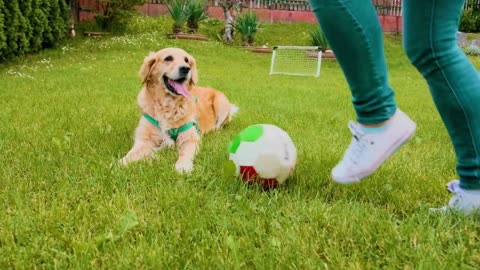 🐶 10 Things Dogs Love the Most | Pets Guidelines