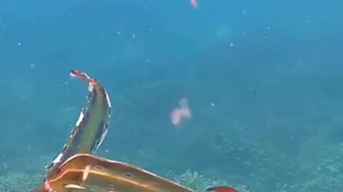 Ocean’s Phantom 👻🐠 | Nature’s Transparent Wonder Caught on Camera!