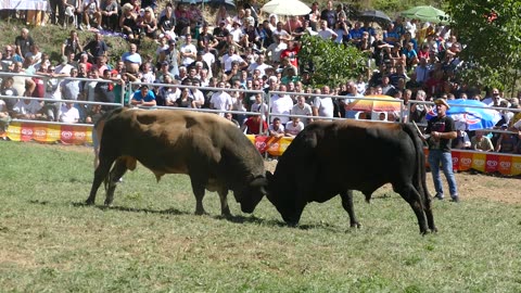 Ringić od Šibonjića vs Jelenko od Arnauta Goduša 2025