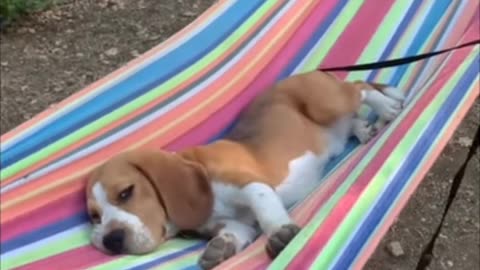 Dog very nice funny moments video