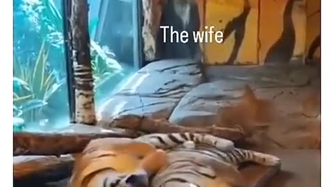 #wife #tiger #funny #comedy #trending #shorts