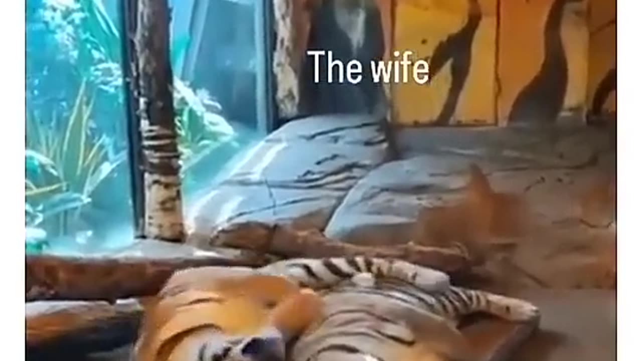 #wife #tiger #funny #comedy #trending #shorts