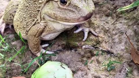 The laughter of frogs | surprise frog funny jump | animal funny video