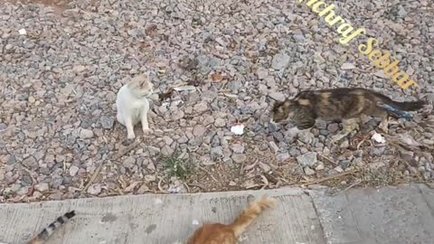 Street cat and dog lovers ❤️