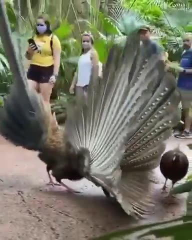 Female pheasant not impressed by mating dance