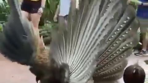 Female pheasant not impressed by mating dance 