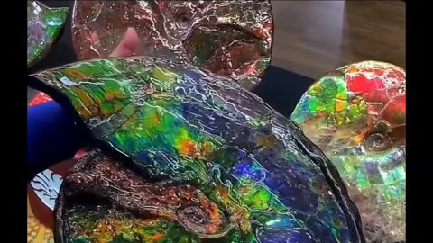 This is Ammolite One of Earth's Rarest Fossil Almost (70 Million Years)