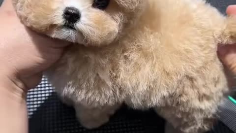 "When dogs try to understand human nonsense..."