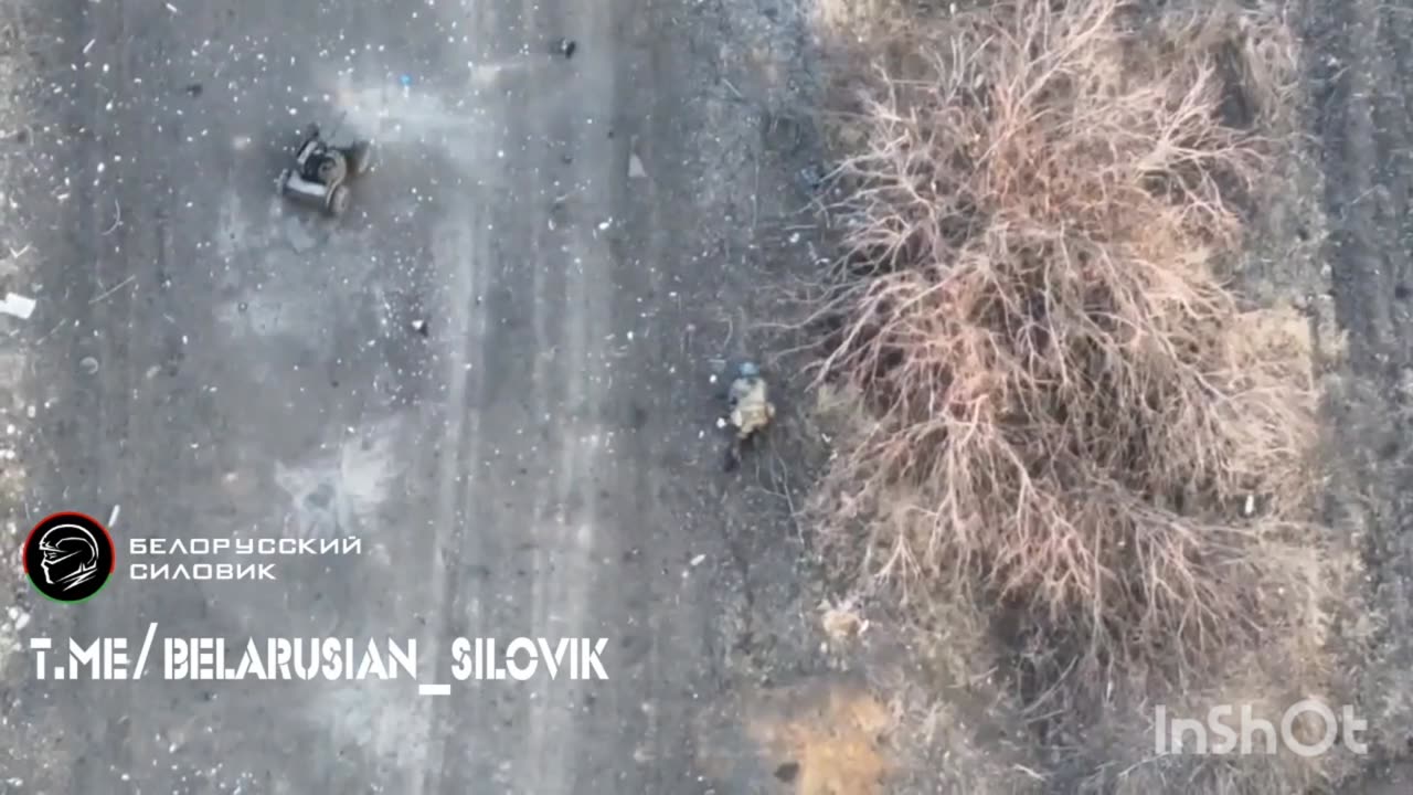 Pig quads in Kursk region