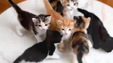 Miniature Puppies Move on a Plate 🐾💖 | Relaxing ASMR Sounds