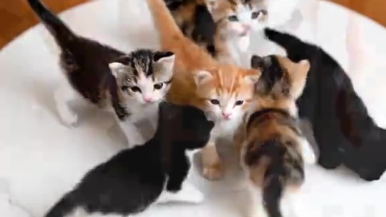 Miniature Puppies Move on a Plate 🐾💖 | Relaxing ASMR Sounds