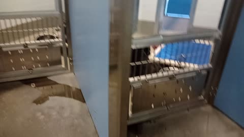 Doggies at Maricopa County Animal Care Center_20251025_162557603