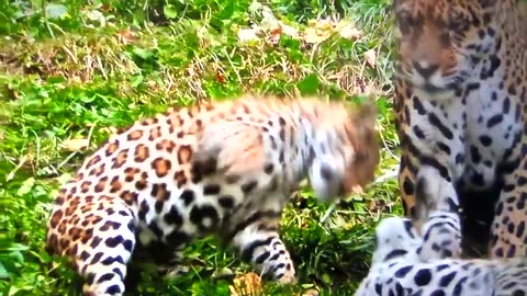 Animals kingdom