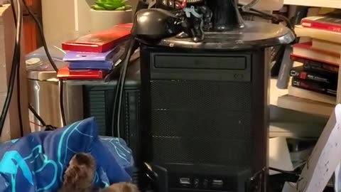 Hayate Watching Jackson Galaxy Archive 08/03/2023