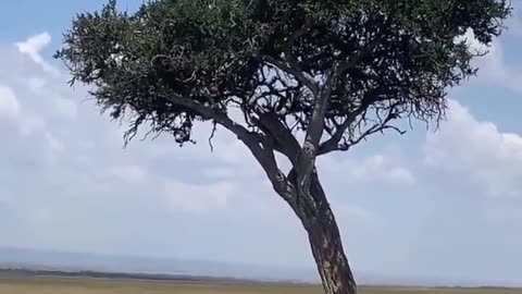 Lion was looking for shade gets a big suprise instead...😮