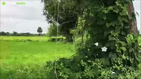 Village Show