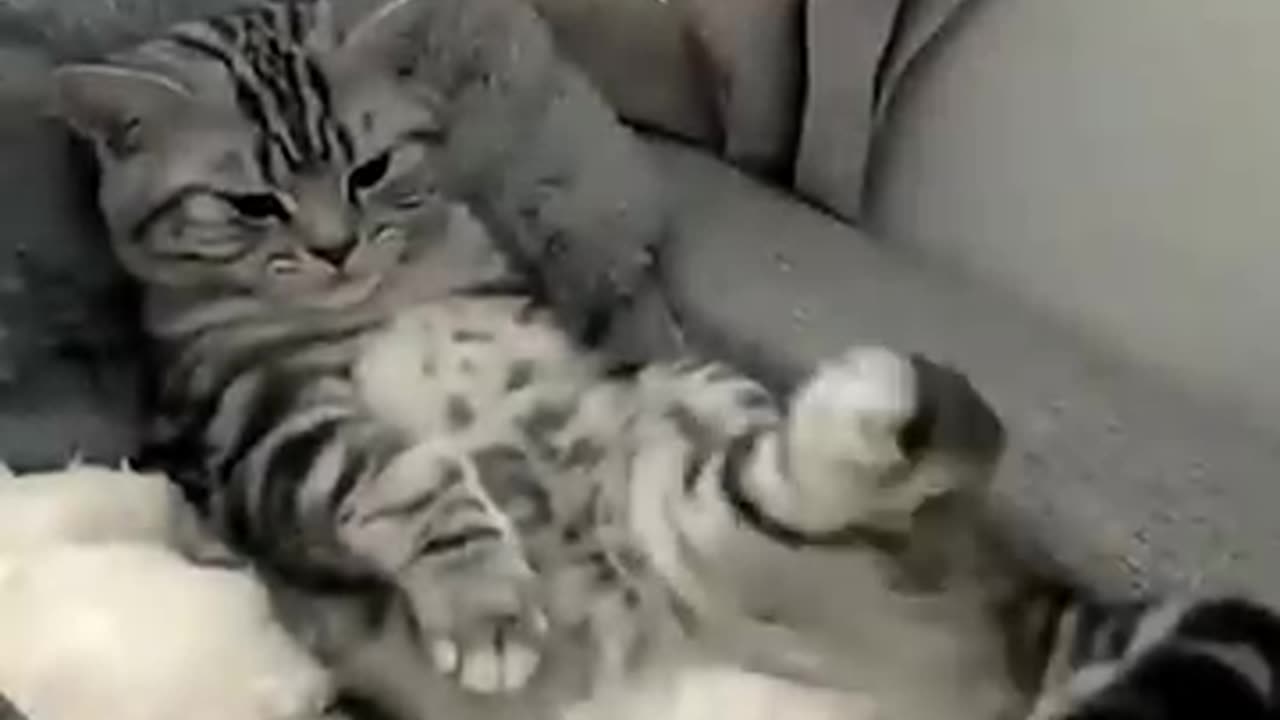 Funny Cat 🐈 moments 😍
