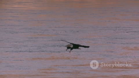 The Eagle- Master of the Sky