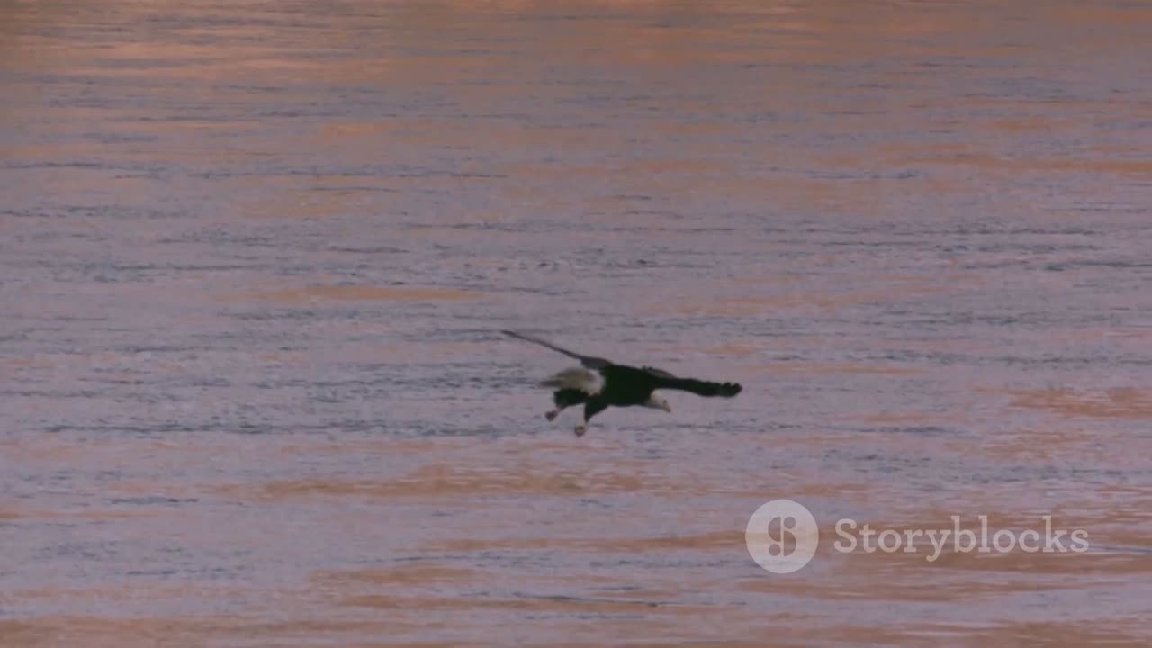 The Eagle- Master of the Sky