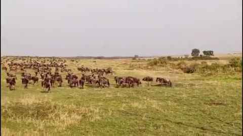 animals
