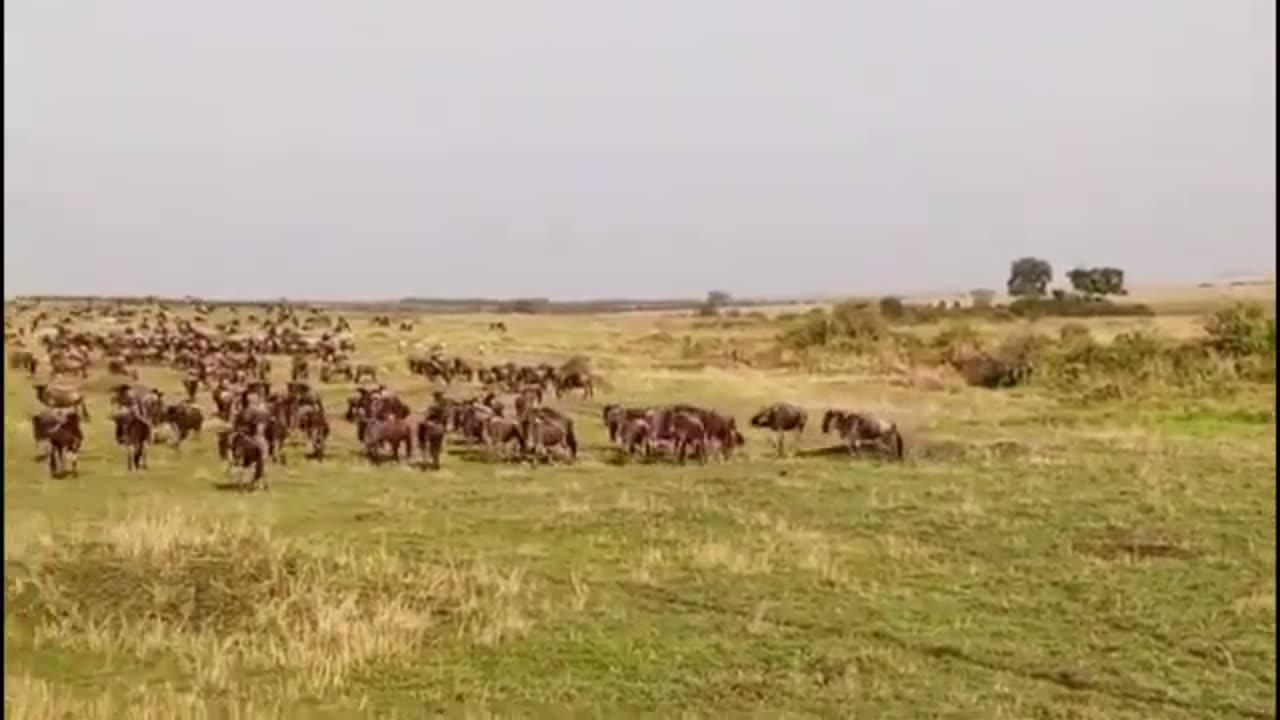 animals