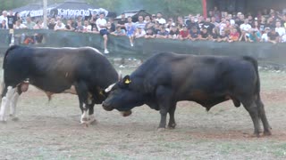 KOBRA OD KOKANA I FRIZERA VS KUKAN OD KOALICIJE VOJNIĆ DICMO 2025