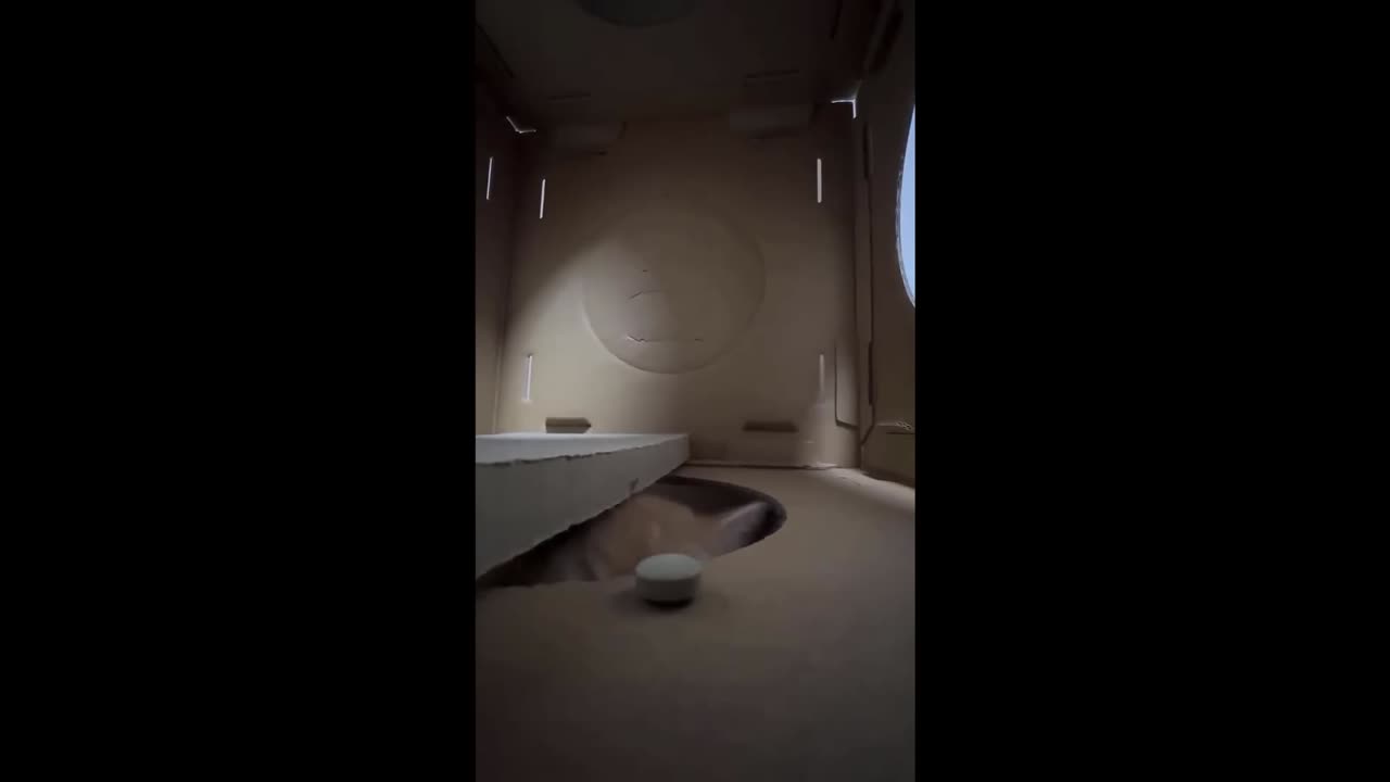 Funny Animal Video